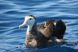 Antipodean albatross httpsuploadwikimediaorgwikipediacommonsthu