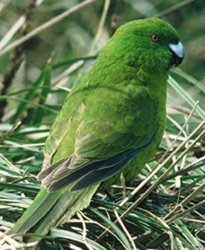 Antipodes parakeet TerraNature New Zealand ecology Antipodes Island parakeet