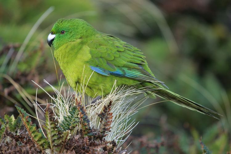 Antipodes parakeet Antipodes Island parakeet New Zealand Birds Online