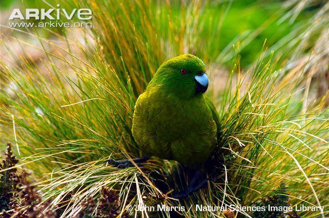 Antipodes parakeet Antipodes island parakeet videos photos and facts Cyanoramphus