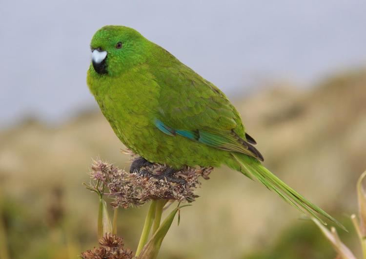 Antipodes parakeet Antipodes Island parakeet New Zealand Birds Online