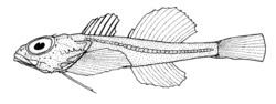 Antipodocottus megalops httpsuploadwikimediaorgwikipediacommonsthu