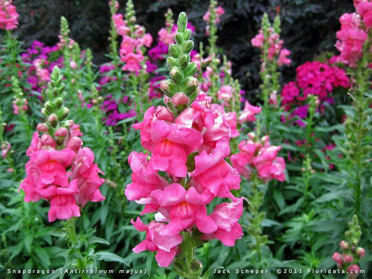 Antirrhinum majus Antirrhinum majus
