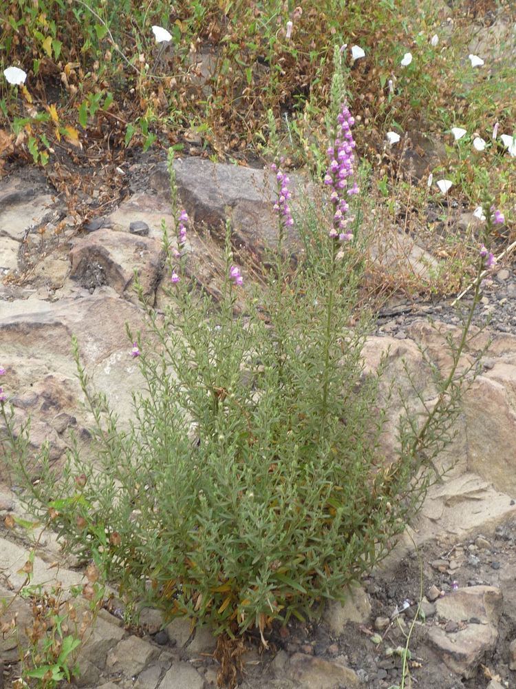 Antirrhinum multiflorum Antirrhinum multiflorum Wildflowers in Santa Barbara