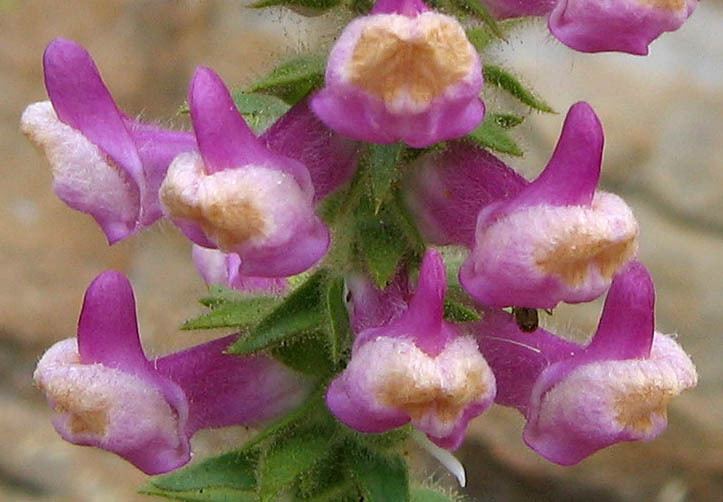 Antirrhinum multiflorum Wildflowers NPS SAMO NRA Antirrhinum multiflorum detail page