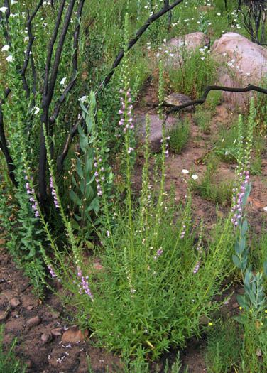 Antirrhinum multiflorum Wildflowers NPS SAMO NRA Antirrhinum multiflorum detail page