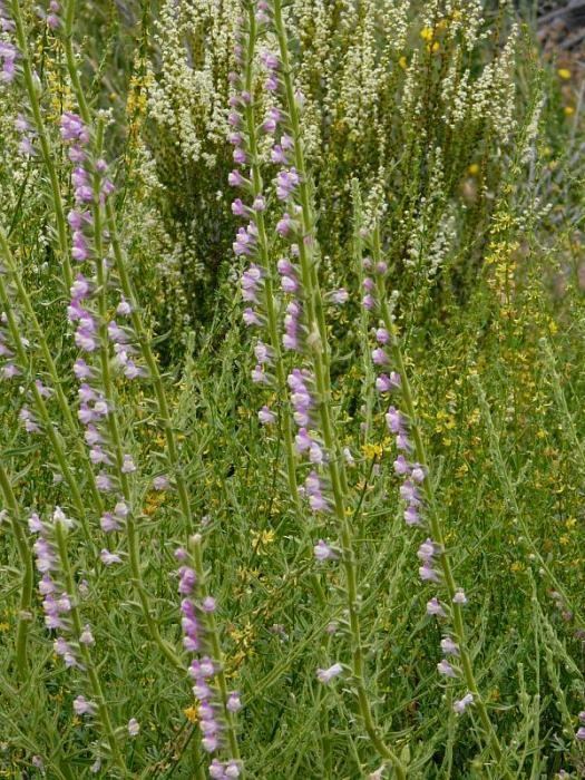 Antirrhinum multiflorum Antirrhinum multiflorum Multiflowered Snapdragon