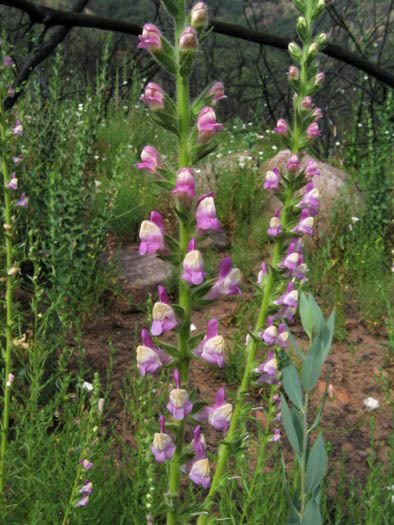 Antirrhinum multiflorum Wildflowers NPS SAMO NRA Antirrhinum multiflorum detail page