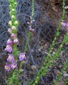 Antirrhinum multiflorum httpsuploadwikimediaorgwikipediacommonsthu