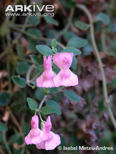 Antirrhinum subbaeticum cdn1arkiveorgmedia0E0E7665C6EAC8494D83AEE