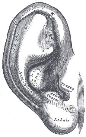 Antitragus