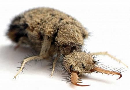 Antlion Healthy Living by Nature Antlion Alternative Treatment for Diabetes