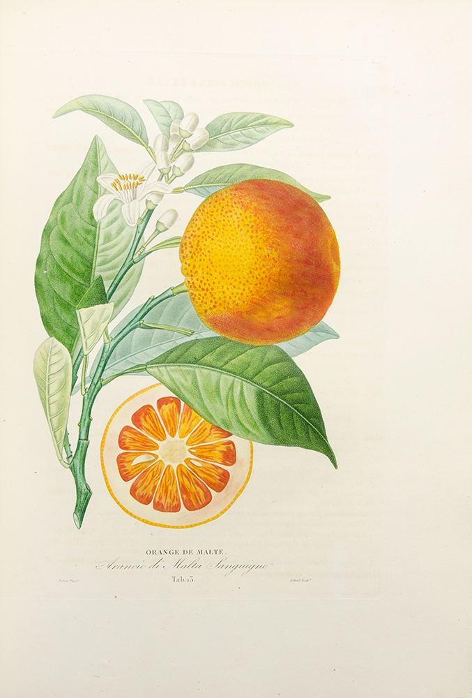 Antoine Risso Histoire Naturelle des Orangers Joseph Antoine RISSO Pierre