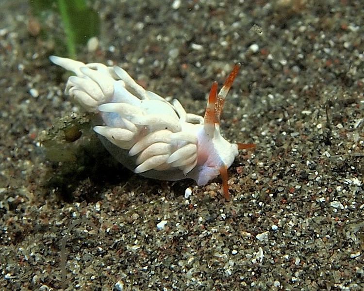 Antonietta (gastropod)