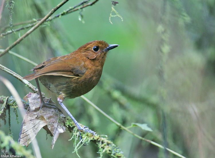 Antpitta antpittacom Photo Gallery antpittas