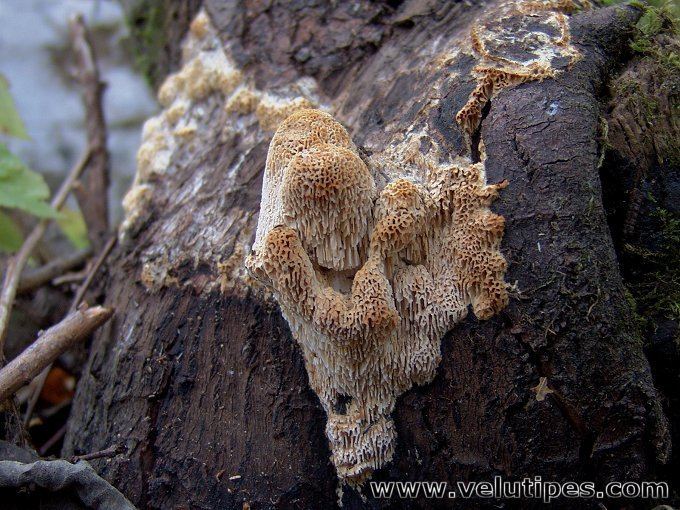 Antrodia albida Antrodia albida rupukp Natural Fungi in Finland
