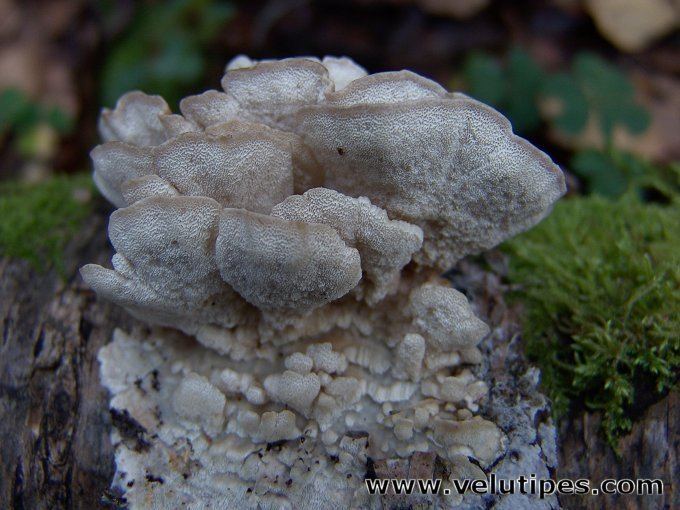 Antrodiella Antrodiella pallescens sitkokp Natural Fungi in Finland