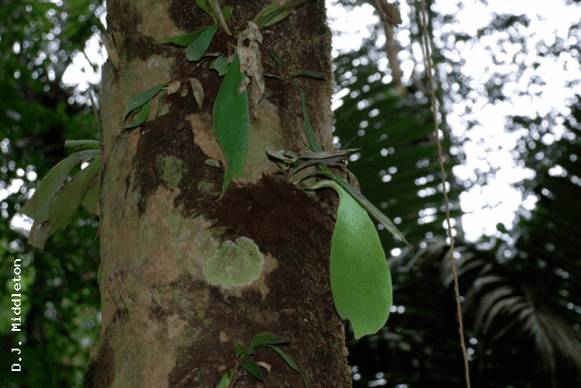 Antrophyum Ferns of Thailand Laos and Cambodia gt Antrophyum callifolium