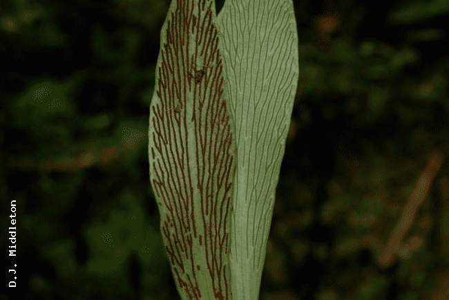 Antrophyum Ferns of Thailand Laos and Cambodia gt Antrophyum obovatum