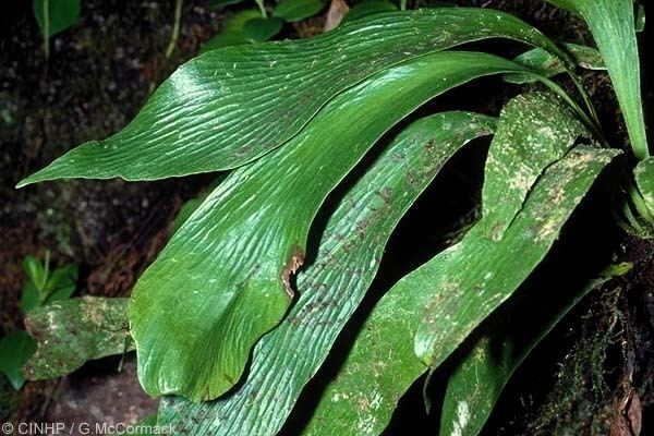 Antrophyum Cook Islands Biodiversity Antrophyum plantagineum Antrophyum Fern