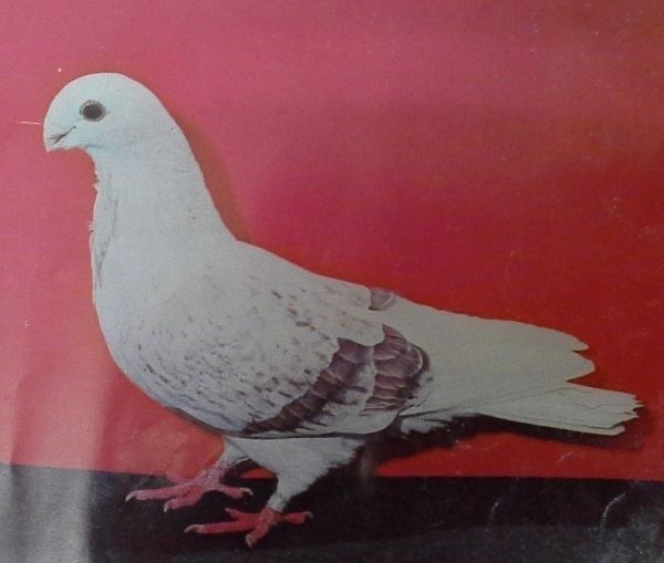 Antwerp Smerle British Antwerp Smerle Pigeon with Origin Description Size Ornaments