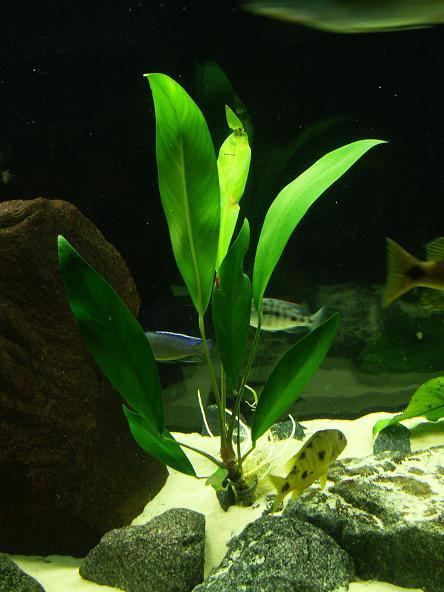 Anubias afzelii Anubias afzelii Live aquarium Plant