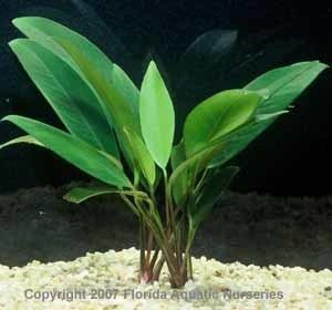 Anubias barteri var. angustifolia aquariumplantanubiasbarteriangustifolia