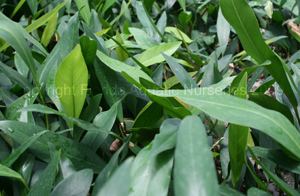Anubias barteri var. angustifolia floridaaquaticcomimagesanubiasbarterivarangusti