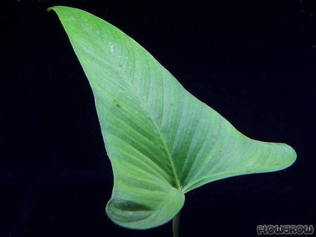 Anubias gracilis httpswwwflowgrowdedbimagesaquaticplantsde
