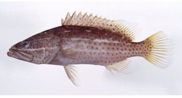 Anyperodon MitoFish Anyperodon leucogrammicus