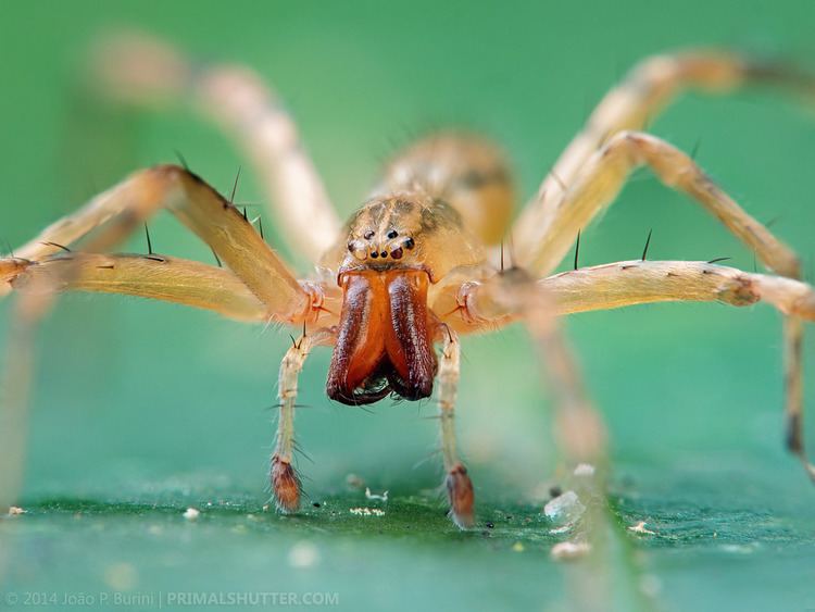 Anyphaenidae Anyphaenidae Ghost spider aranha Joo P Burini Flickr