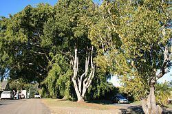 Anzac Avenue Memorial Trees httpsuploadwikimediaorgwikipediacommonsthu