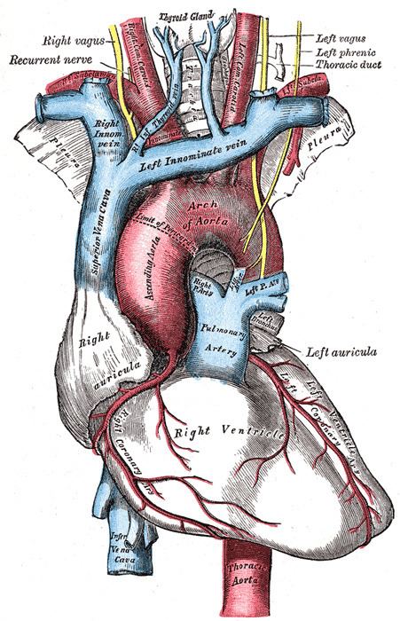 Aortic body