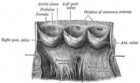 Aortic sinus