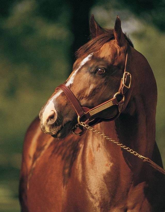 A.P. Indy Leading sire AP Indy retired from breeding Lexington HeraldLeader