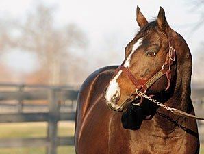 A.P. Indy cdnimagesbloodhorsecomibloodhorseimages2015