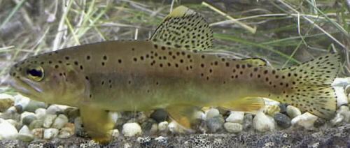 Apache trout Apache Trout Recovery