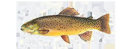 Apache trout Fishing and Boating Resources How to start fishing today Take Me