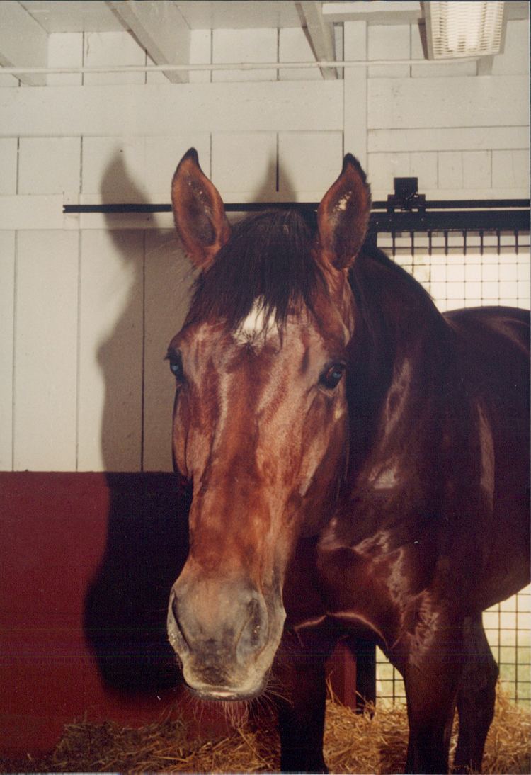 Apalachee (horse) httpsuploadwikimediaorgwikipediacommonsaa