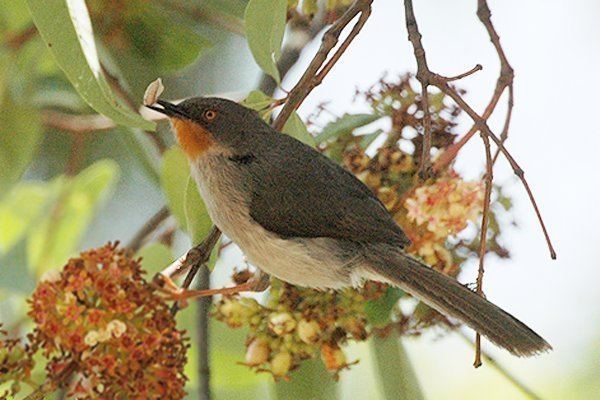 Apalis Apalis Wikipedia