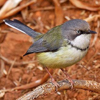 Apalis wwwbiodiversityexplorerorgbirdscisticolidaeim