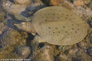 Apalone Apalone spinifera Spiny softshell turtle Discover Life