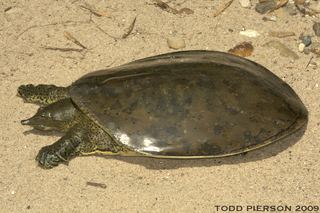 Apalone Apalone spinifera Spiny softshell turtle Discover Life