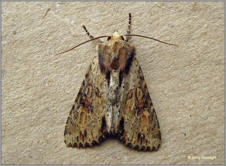 Apamea crenata Irish moths Cloudedbordered Brindle Apamea crenata