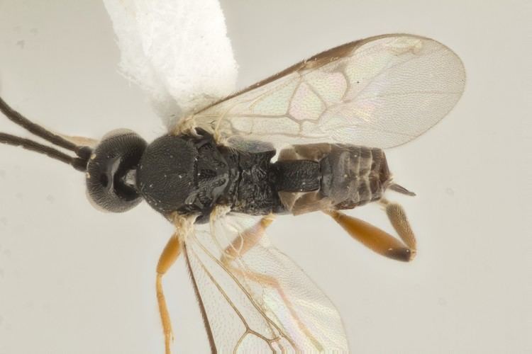 Apanteles Microgastrinae Microgastrinae Wasps of the World