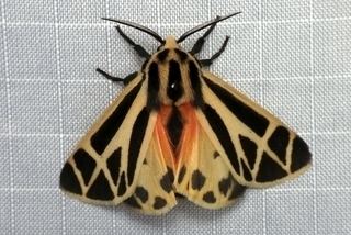 Apantesis Apantesis phalerata Harnessed Tiger Moth Discover Life