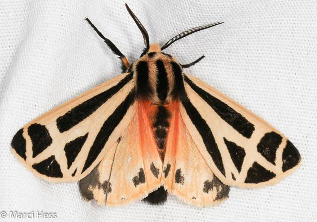 Apantesis phalerata Apantesis phalerata Harnessed Tiger Moth Hodges 8169