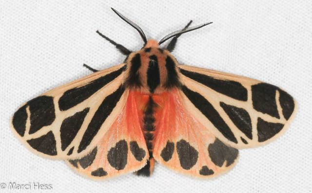 Apantesis phalerata Apantesis phalerata Harnessed Tiger Moth Hodges 8169