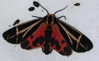 Apantesis phalerata Apantesis phalerata Harnessed Tiger Moth Discover Life