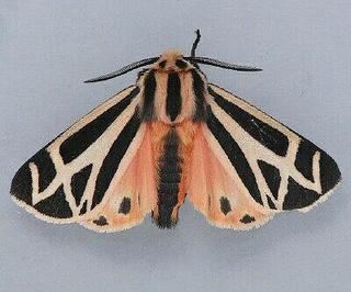 Apantesis phalerata Apantesis phalerata Harnessed Tiger Moth Discover Life